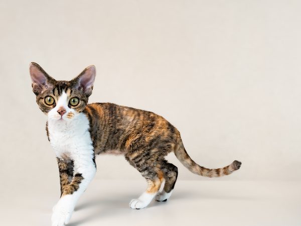 Devon Rex cat enjoying grooming