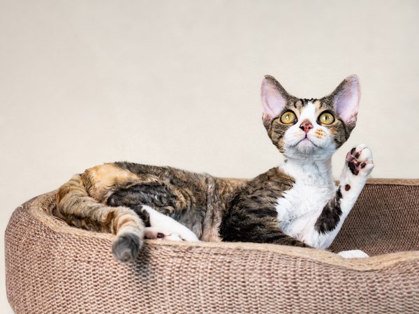 Devon Rex cat relaxing after grooming